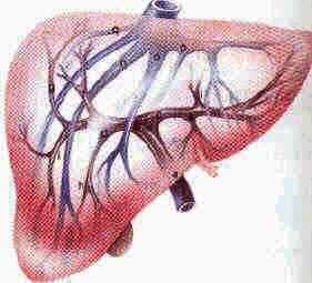 fegato e suoi vasi